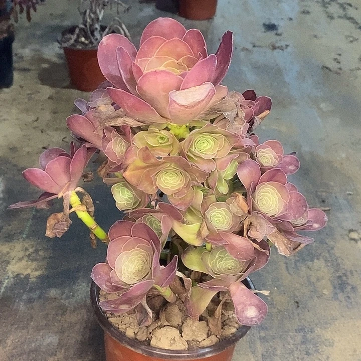 魅金玫瑰多肉植物017