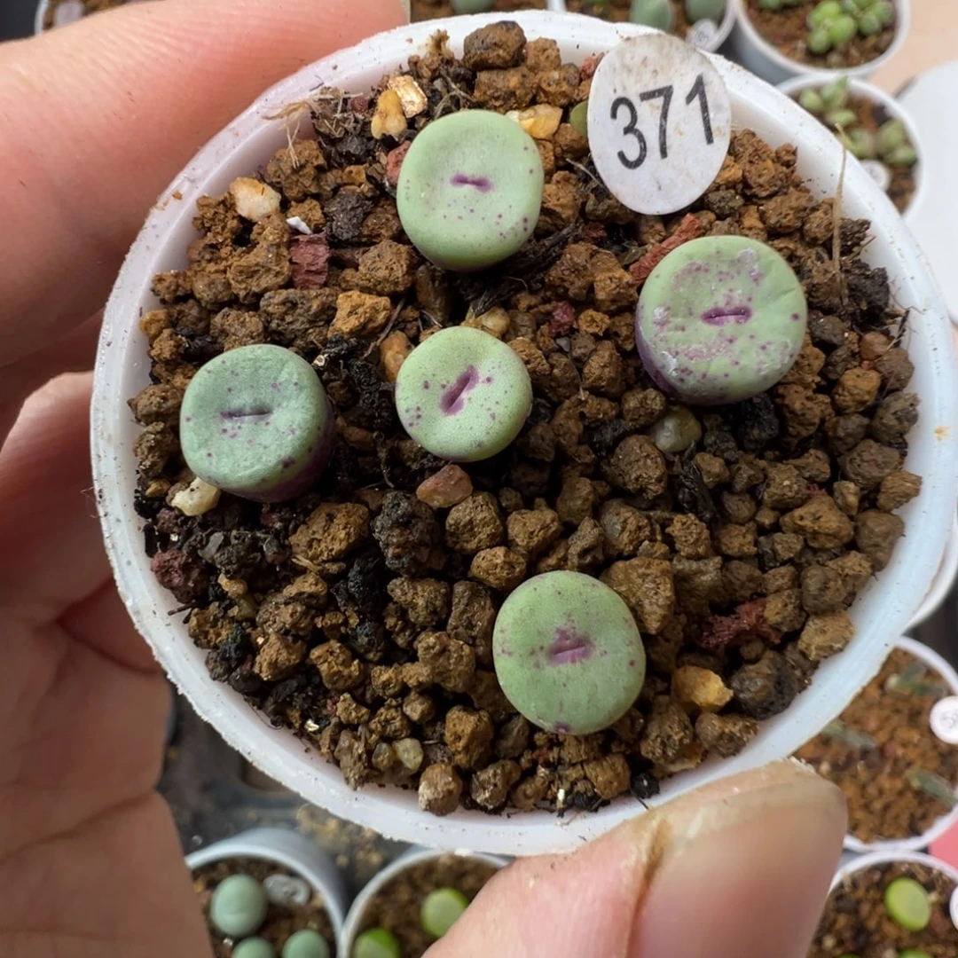 Ts427嘴一颗脱土3710000