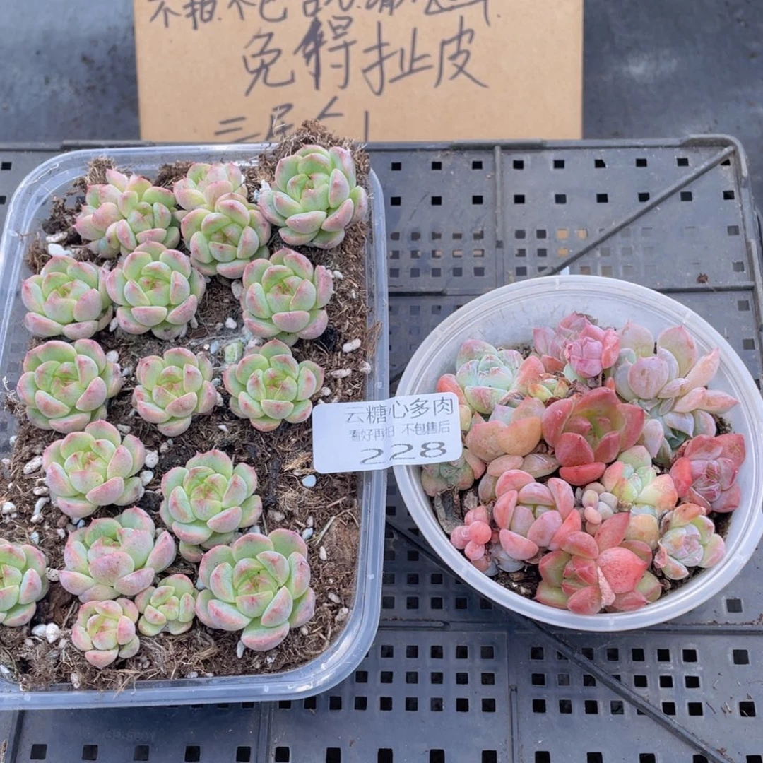 云糖心多肉植物228