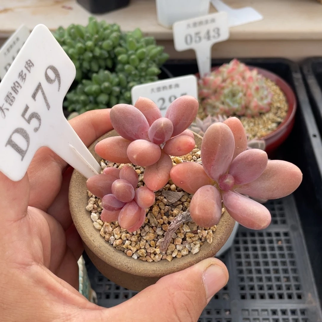 579糖果美人不带盆7厘米