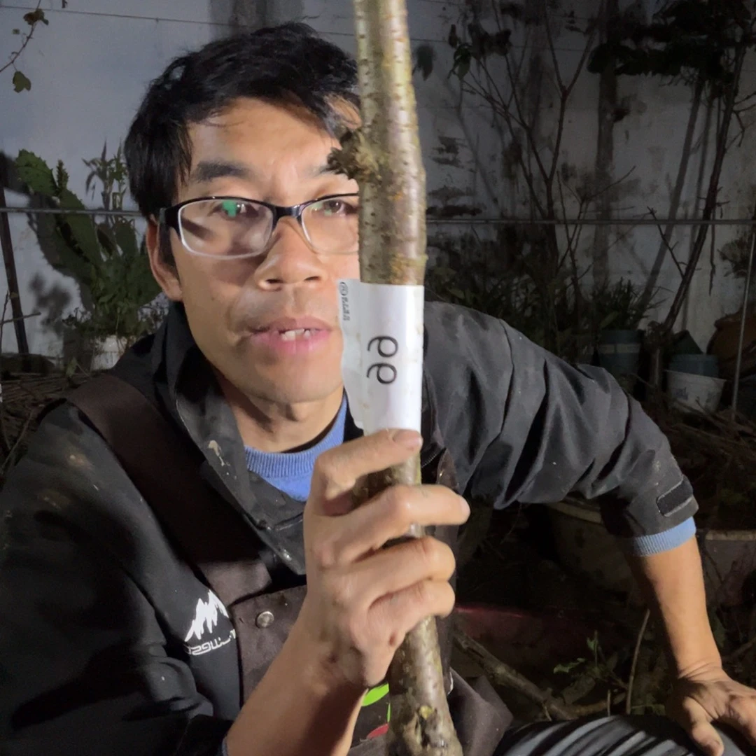 失***辰当前无花栽培后可以开花99