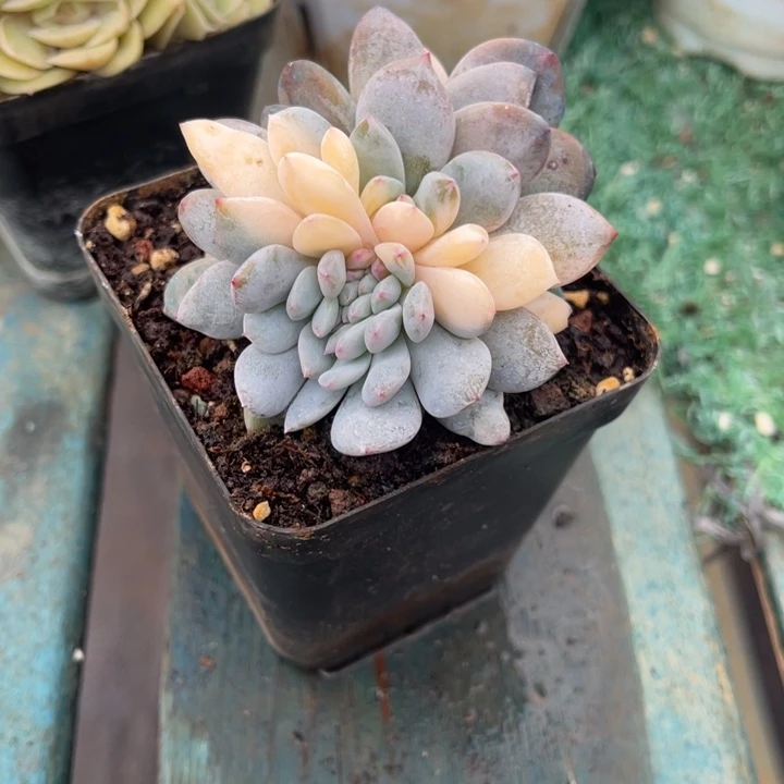 秋可园艺 梦露锦缀化