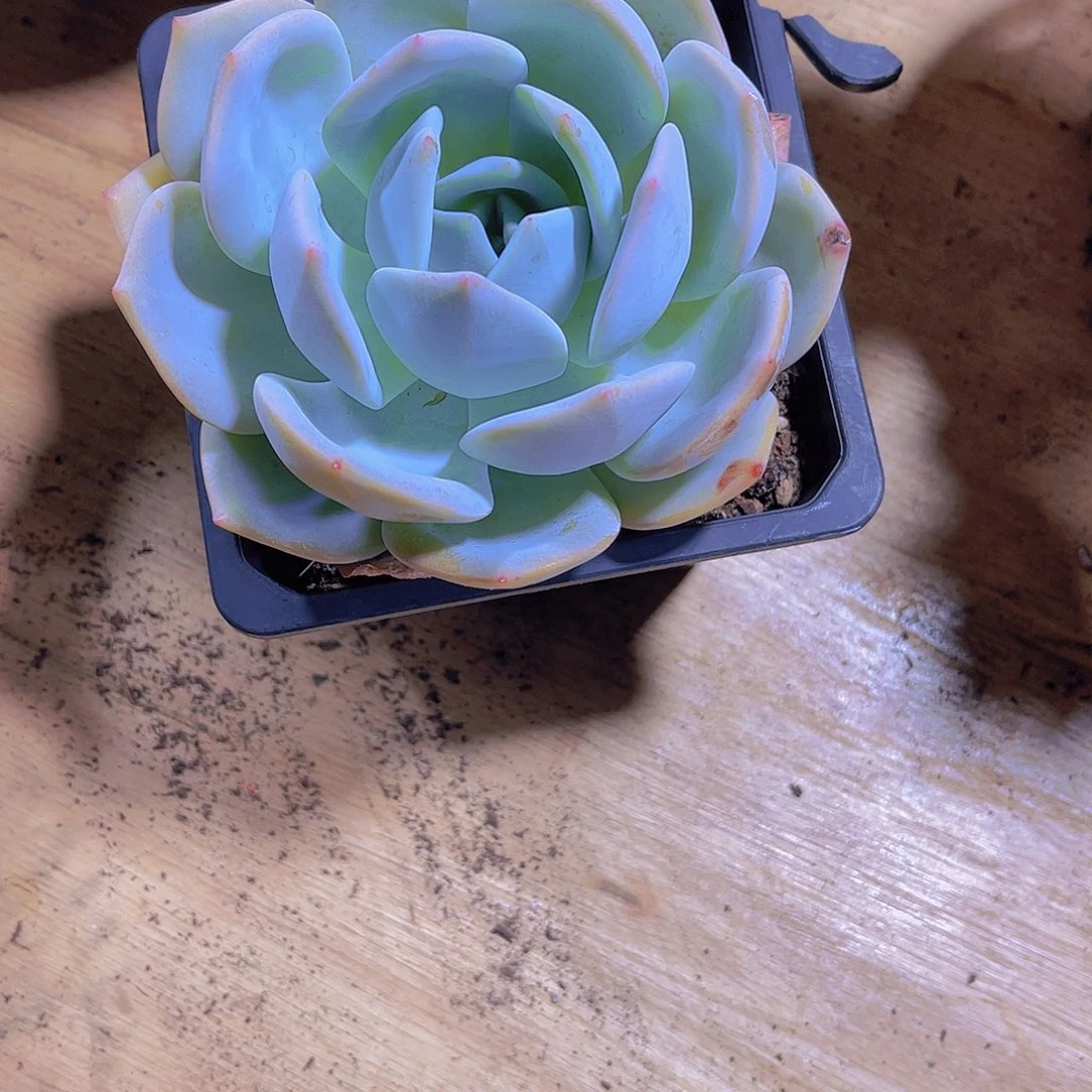 彭*000000000000000327