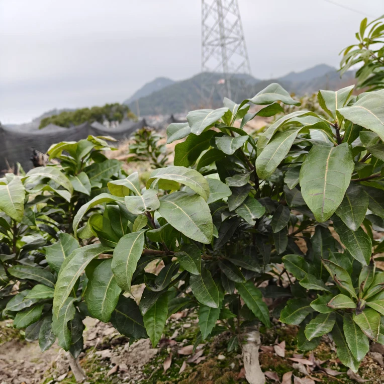 永冠杨梅苗正宗永冠2年杯苗带土发货