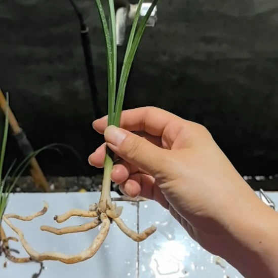 完全开放大荷素龙头苗