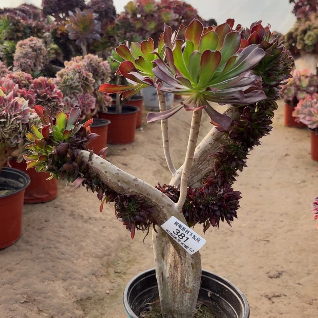 381黑法师缀化多肉植物