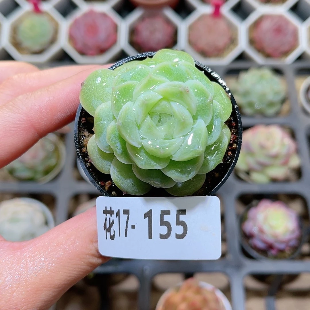 花利美17-155新品