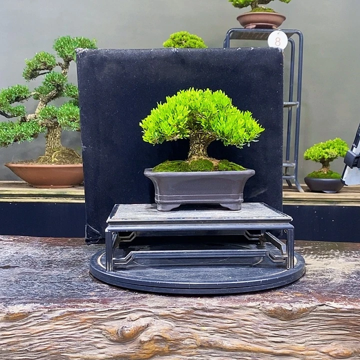 无花朵黄杨盆景四季常青