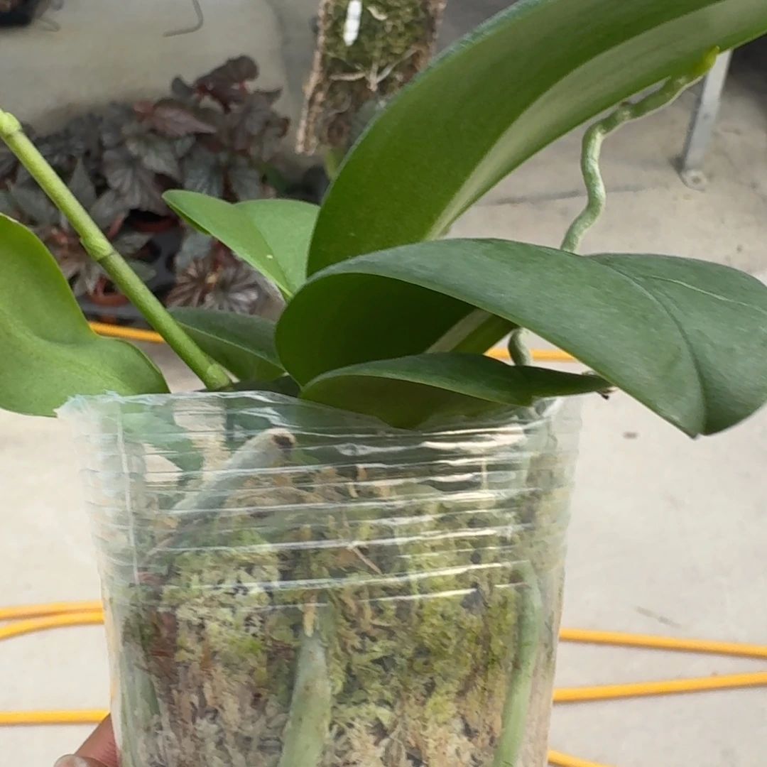 完全开放蝴蝶兰-紫瞳精灵