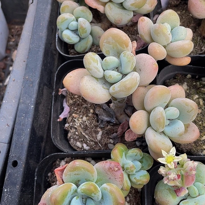 洛神群6.5方带盆土发