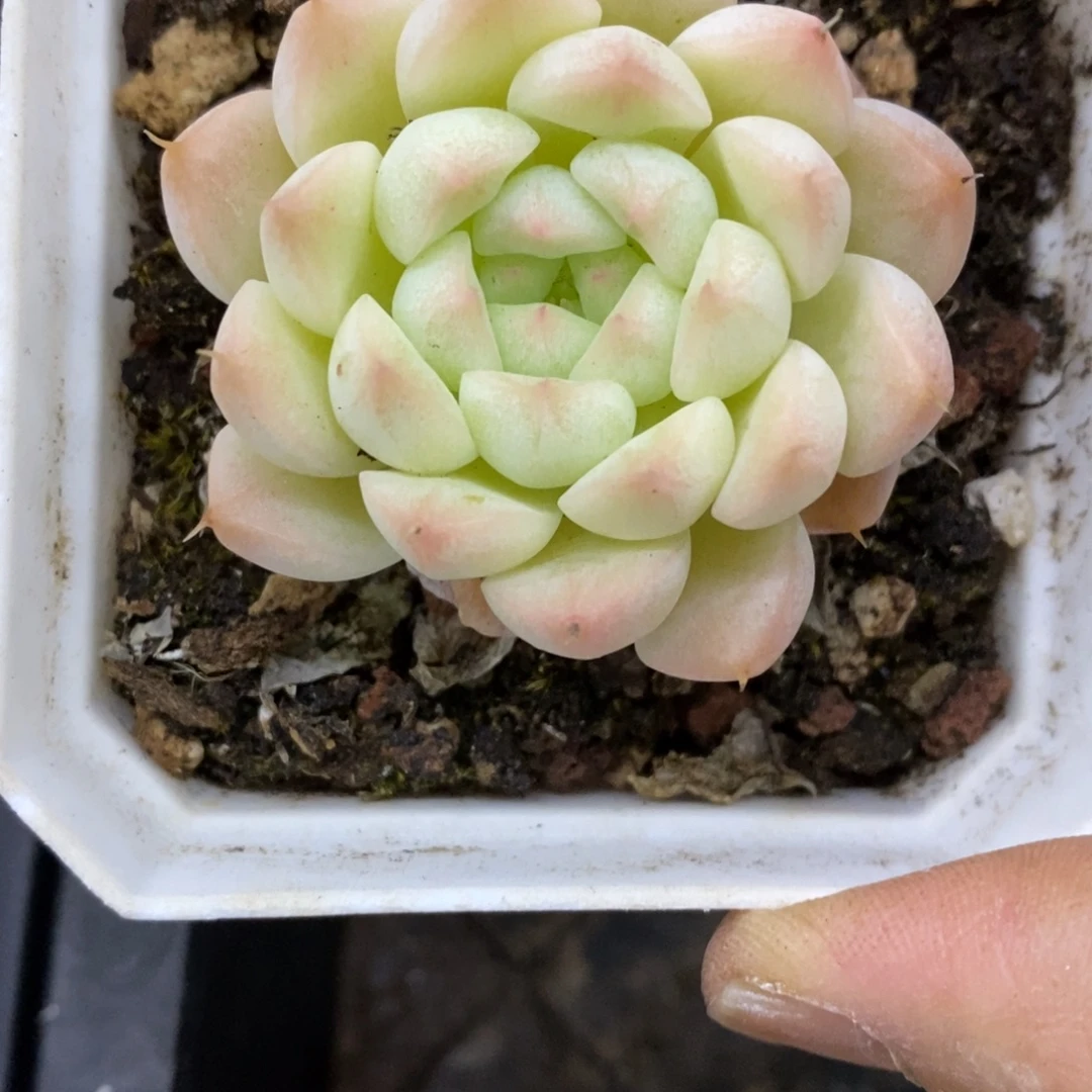 精品多肉一物一拍不包整191