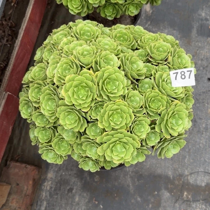 遇***缘多肉植物绿朵朵787