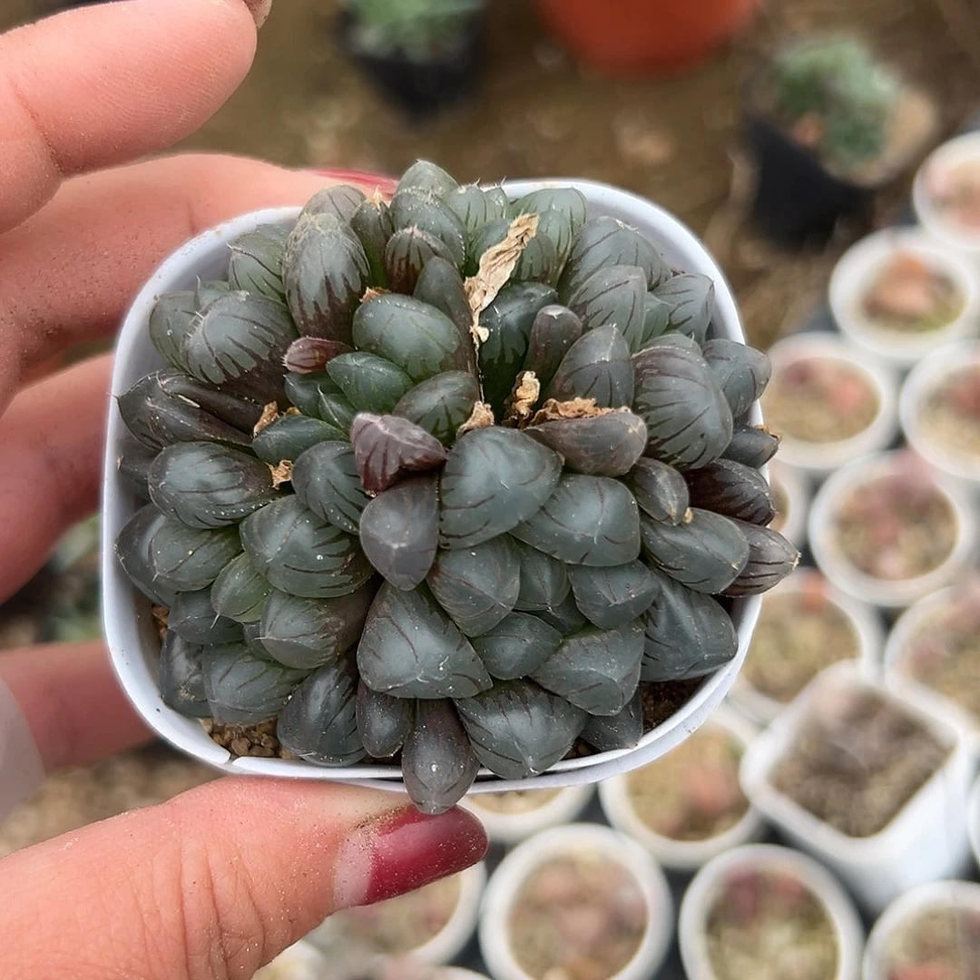 多肉植物玉露群生