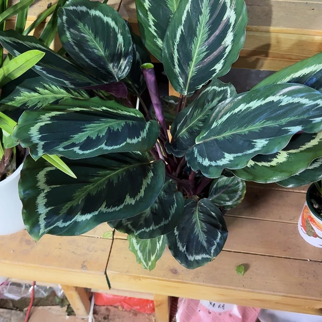 完全开放孔雀竹芋