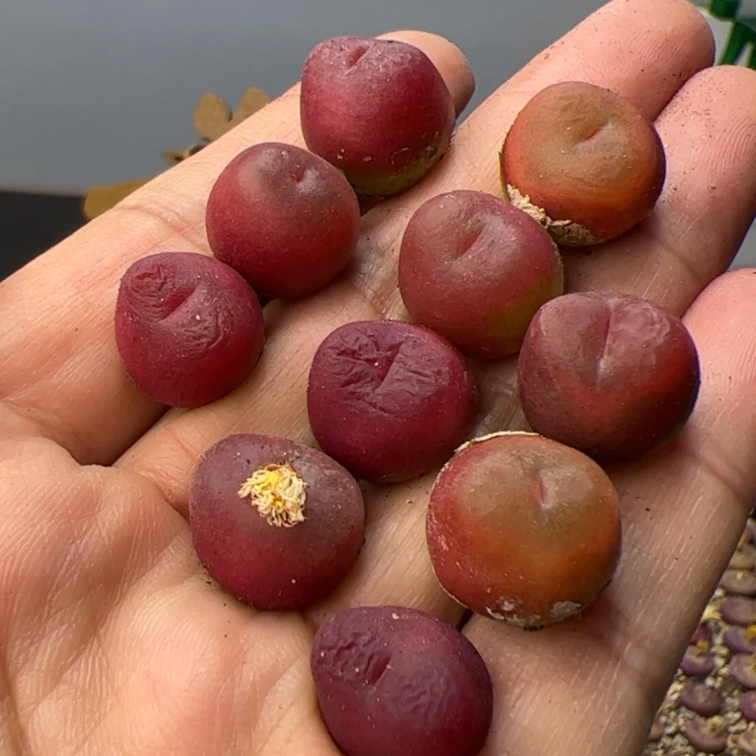 【闪购商品】000000017水蜜桃