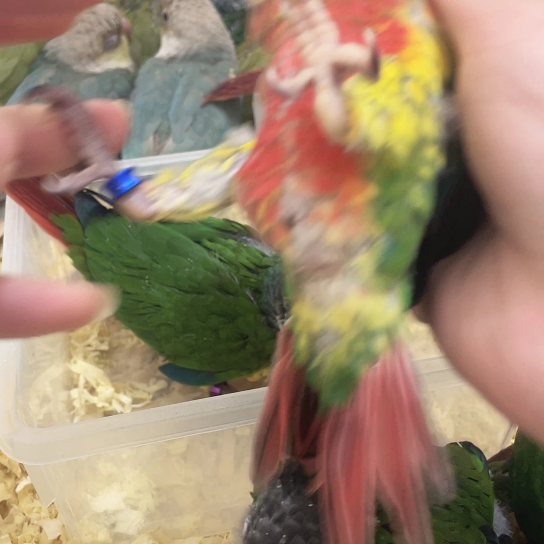 沐***头虎皮鹦鹉亲人粘人的小鹦鹉