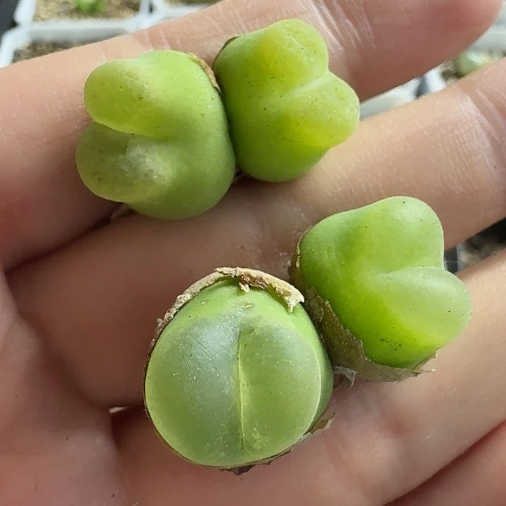 老马生石花双头o泡1524