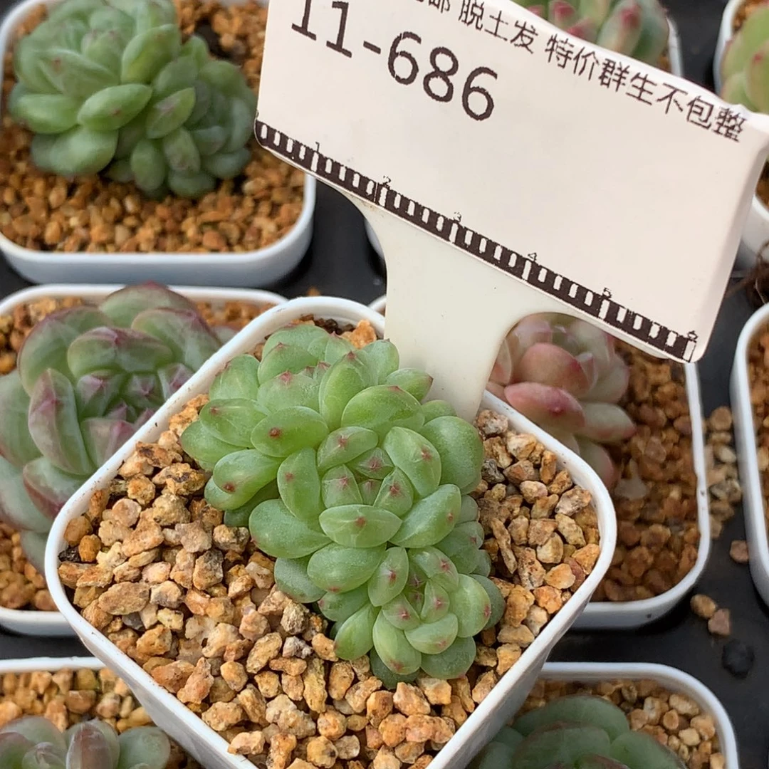 遥遥领先珍妮优选58包邮不包整