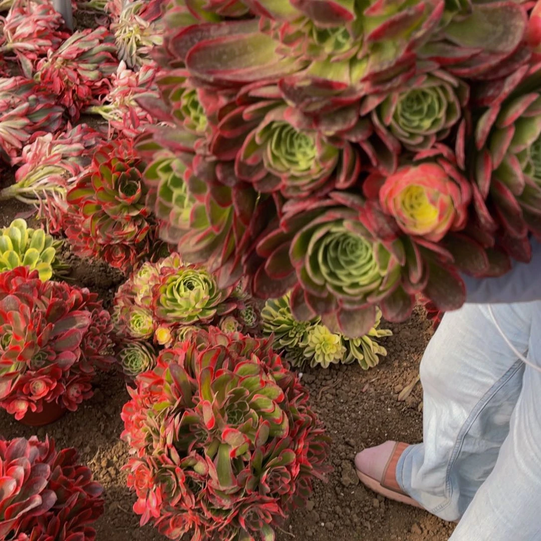 大海王19.9多肉植物