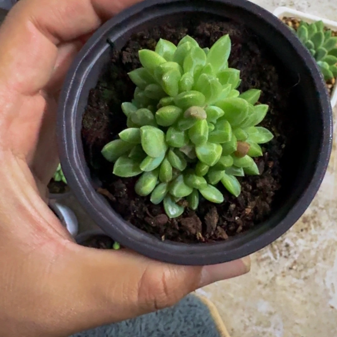 水晶萝莉 叶插 一物一拍
