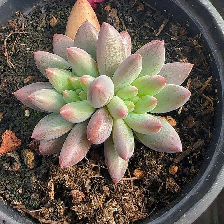 钻石虞美人1903多肉植物