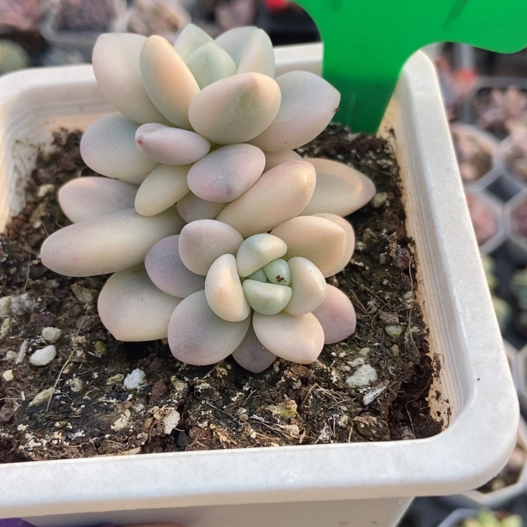 924洛神锦多肉植物