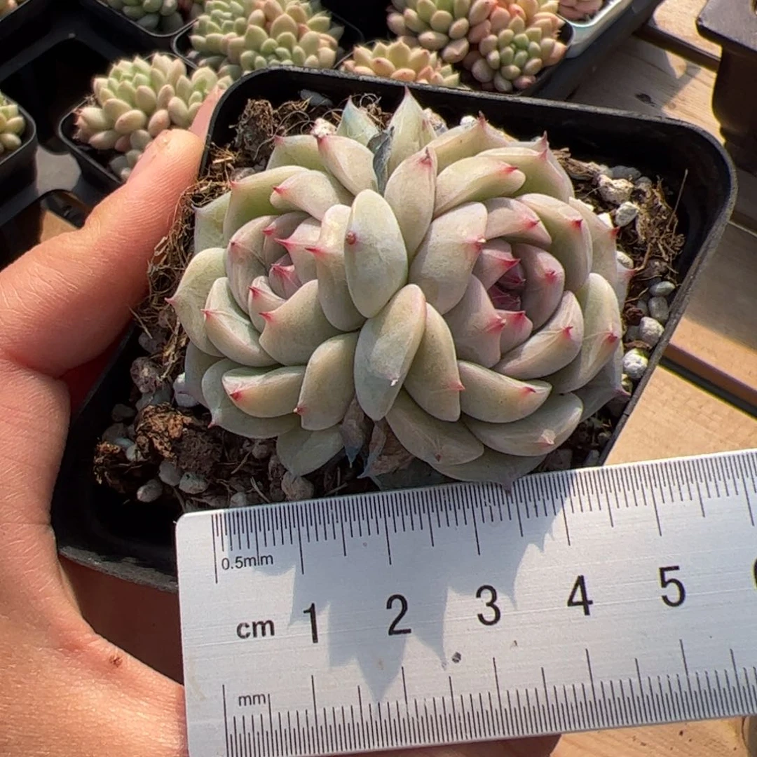 华*677 多肉植物组合