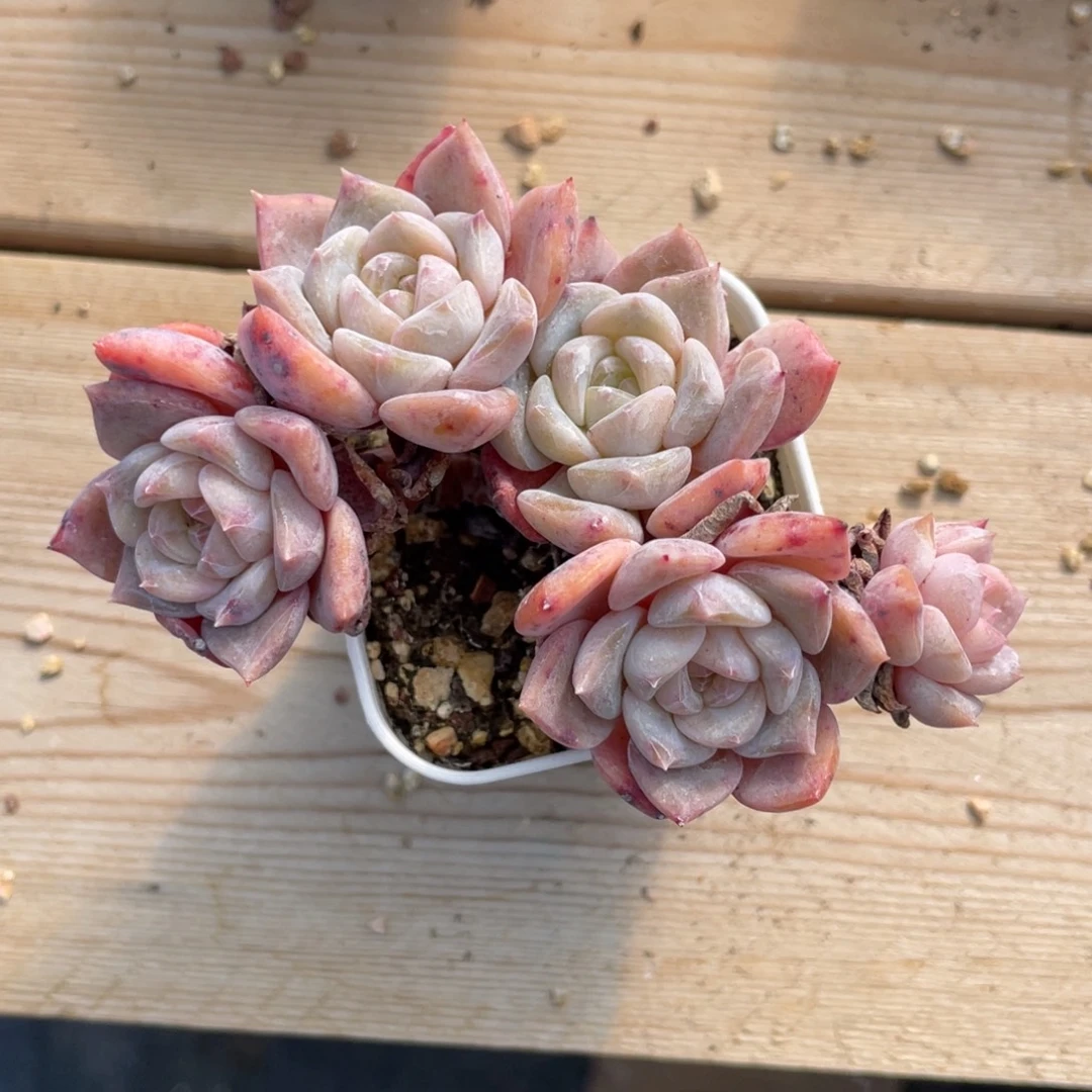 优选飘枝珍妮2553