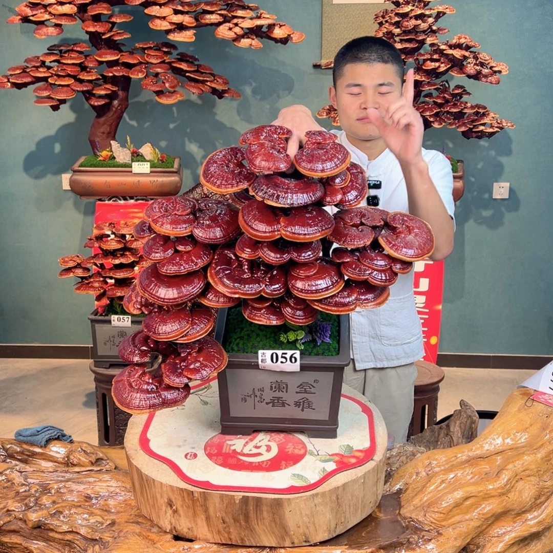 无花朵88888888888