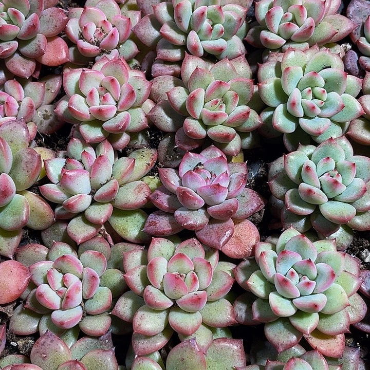 小唇膏1元带土发货