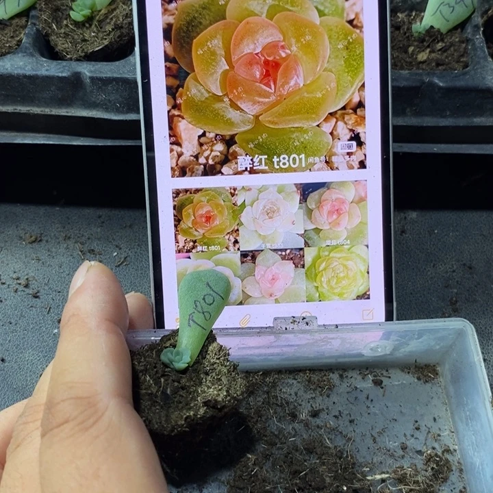 穴盘风花801苗一个