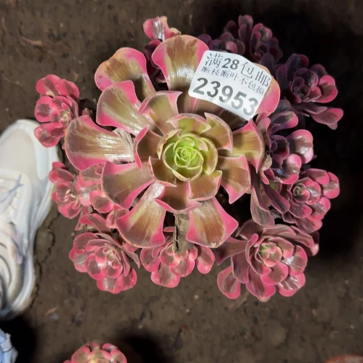 23953南凤冠多肉植物