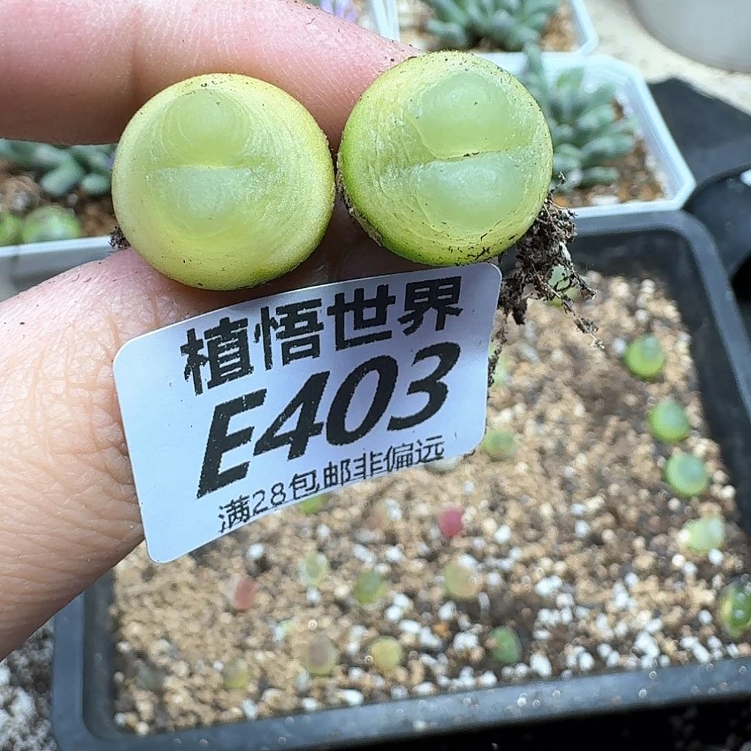 多肉植物的润泽dgg