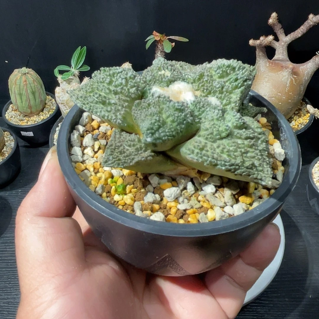 哥斯拉牡丹带盆包邮