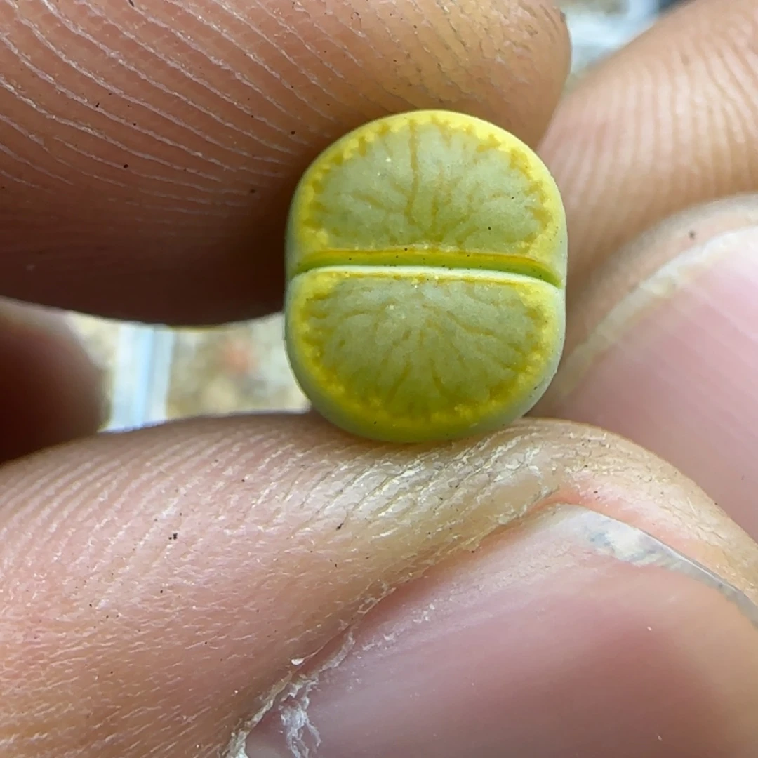 645 生石花大棚直播