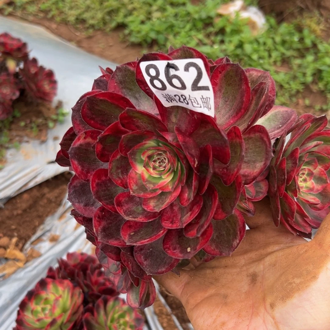 多肉植物862赤子心