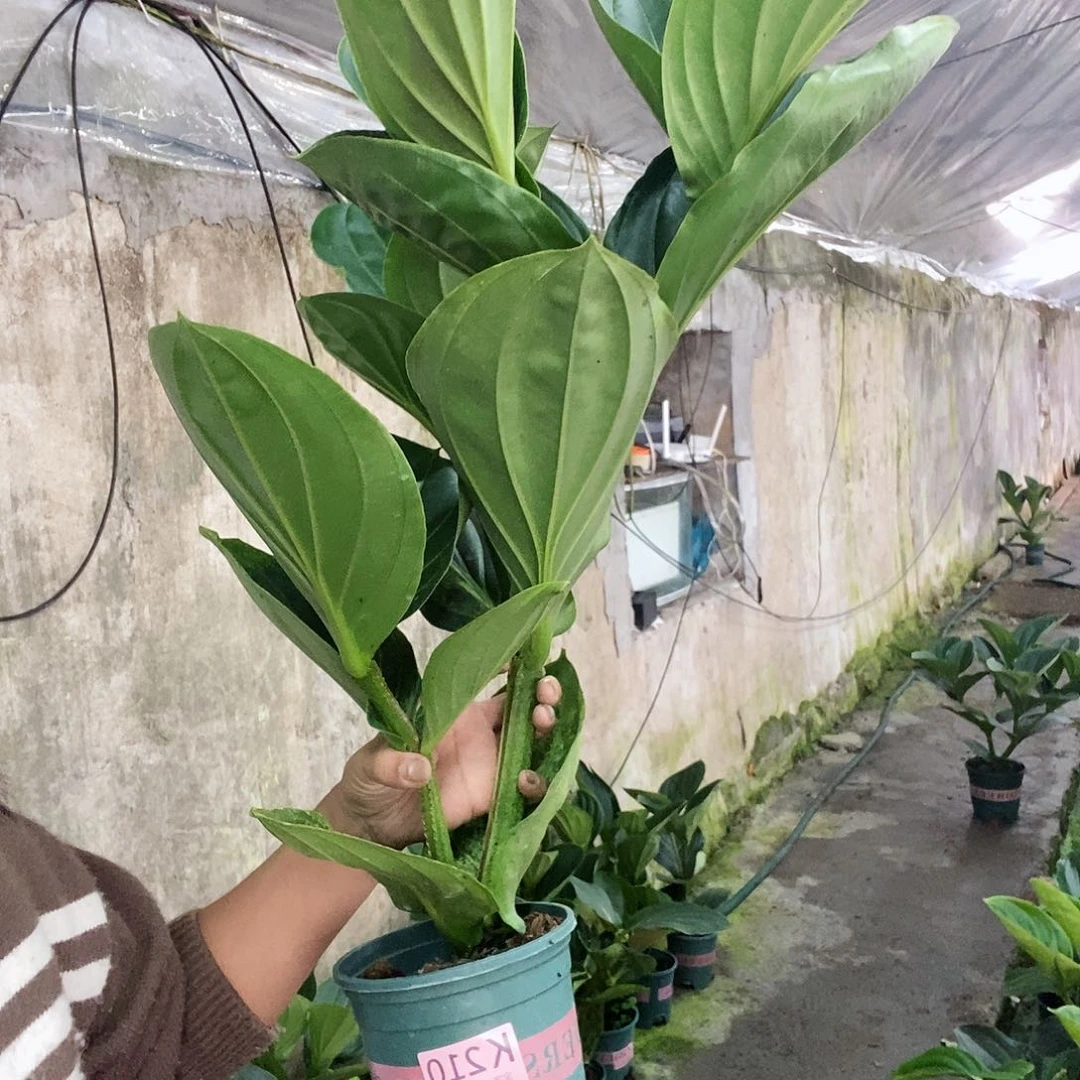 无花朵?**草木本植物210