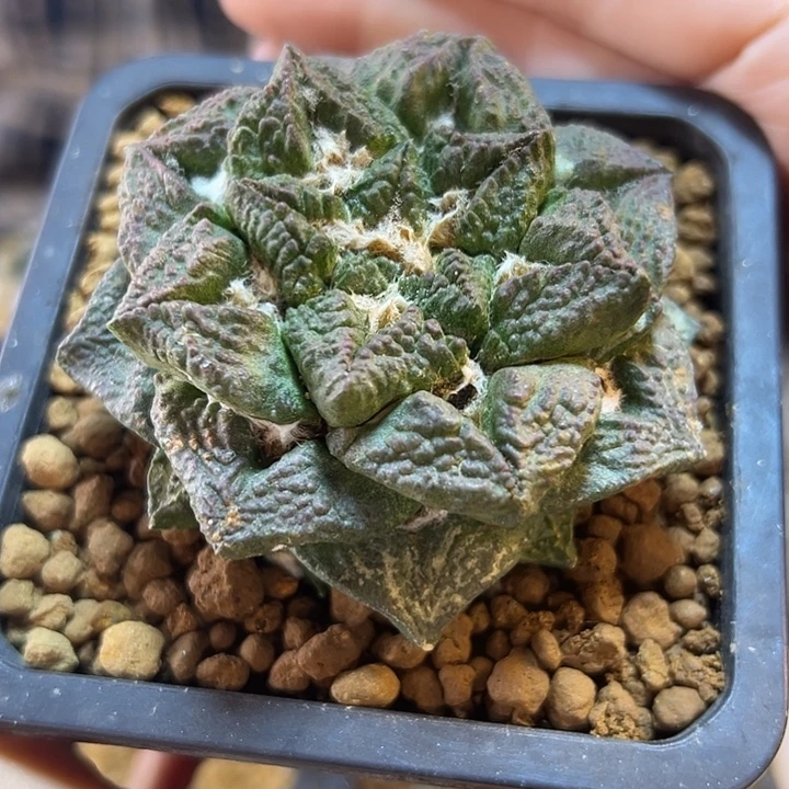 55号自根紫姬龟甲连山7.2公分