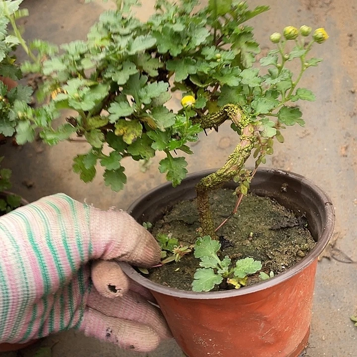 清***醒完全开放35菊花菊花菊花