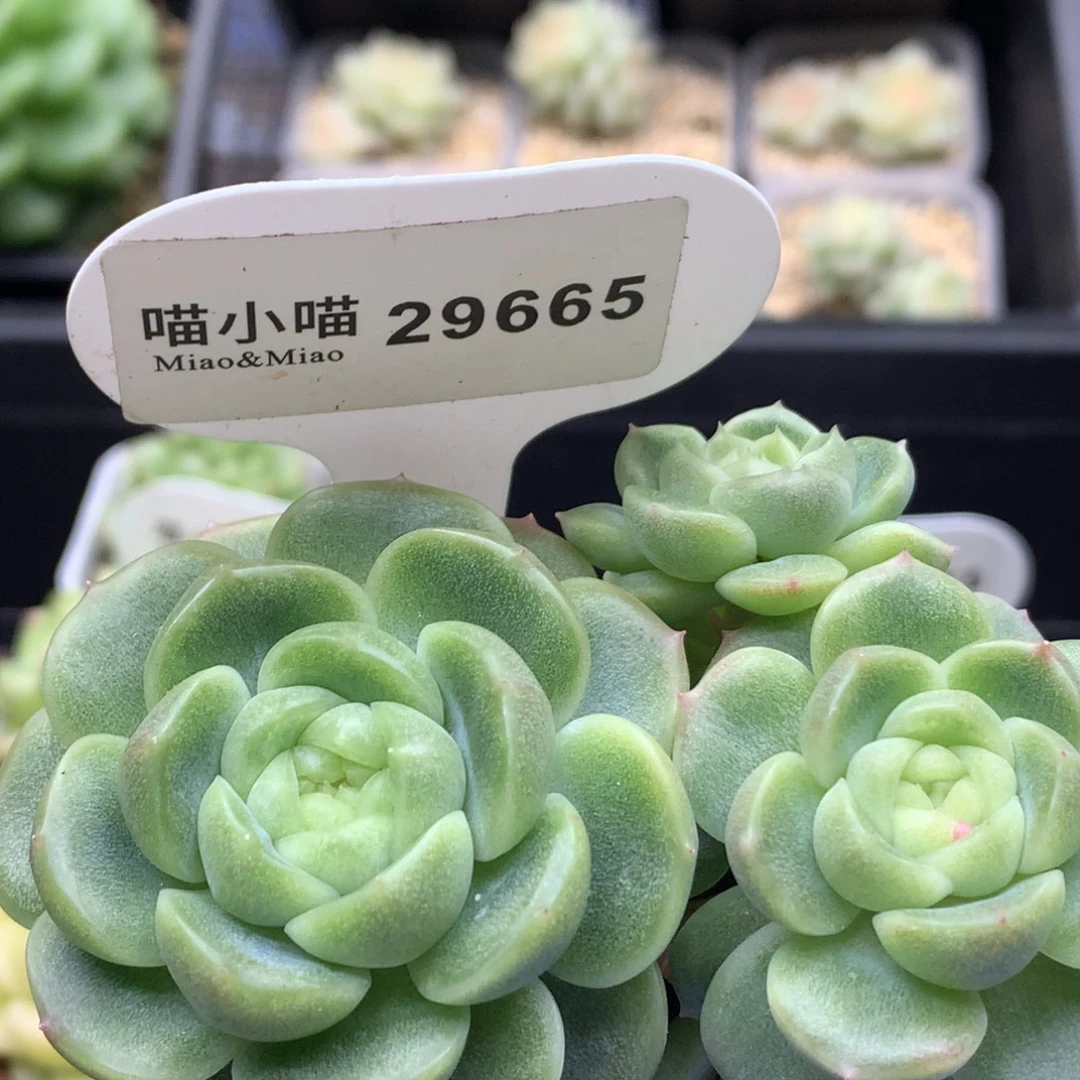 多肉植物杂交珍妮