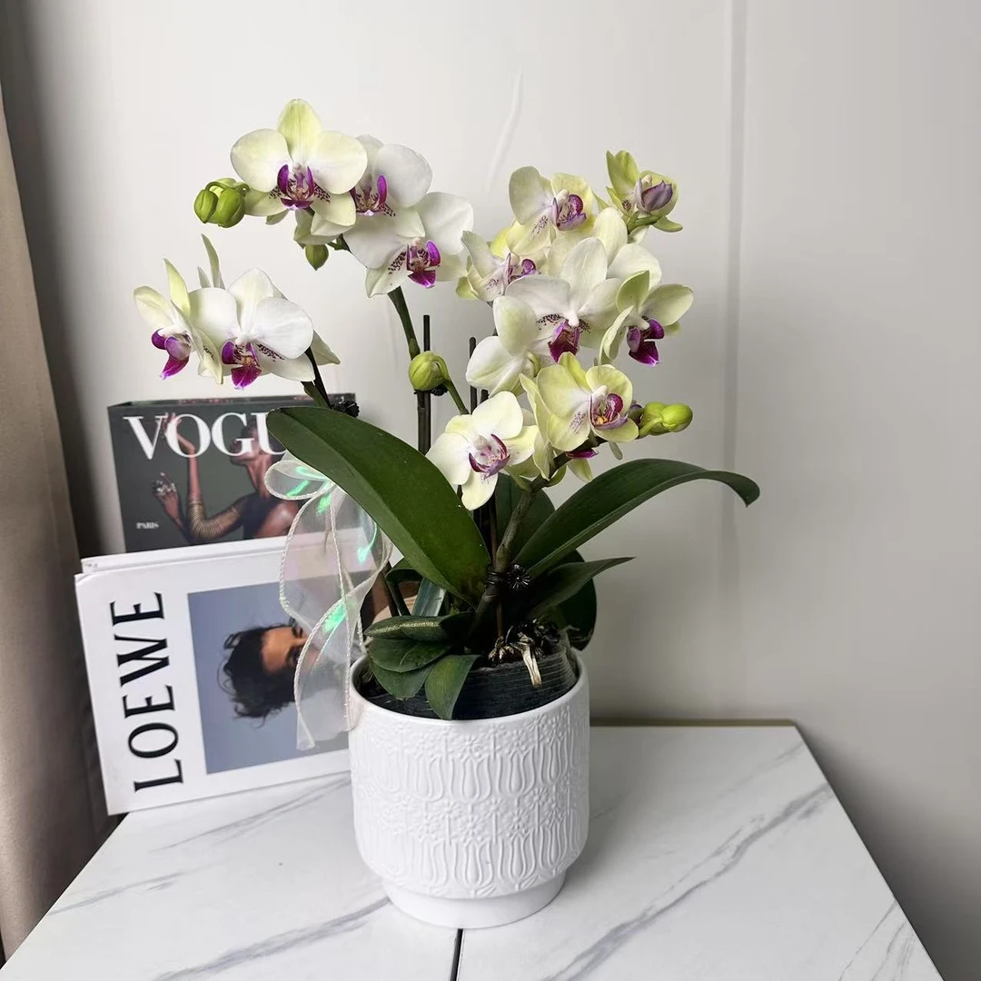 蝴蝶兰【绿熊】欧洲进口正绿色系蜡质花花