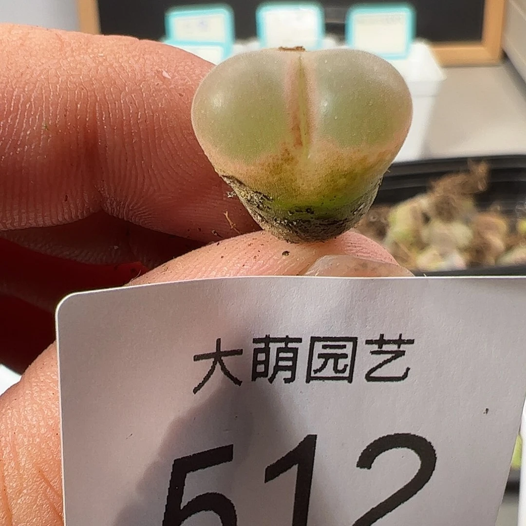 0000512 一物一拍……