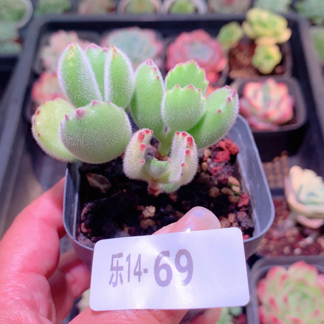 乐然14-69 熊童子 不售后介意慎拍