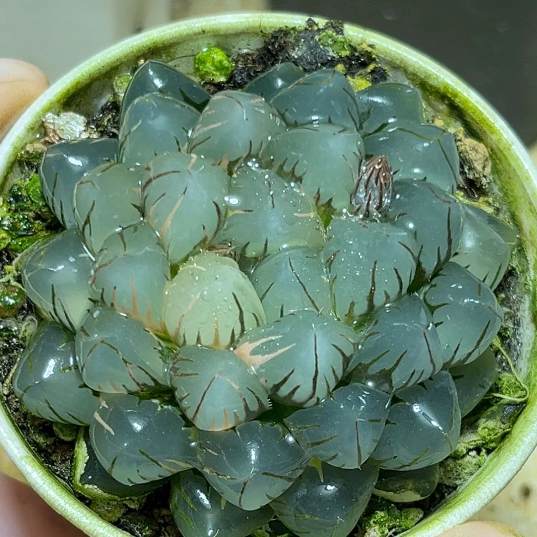 恭喜发财大吉大利850