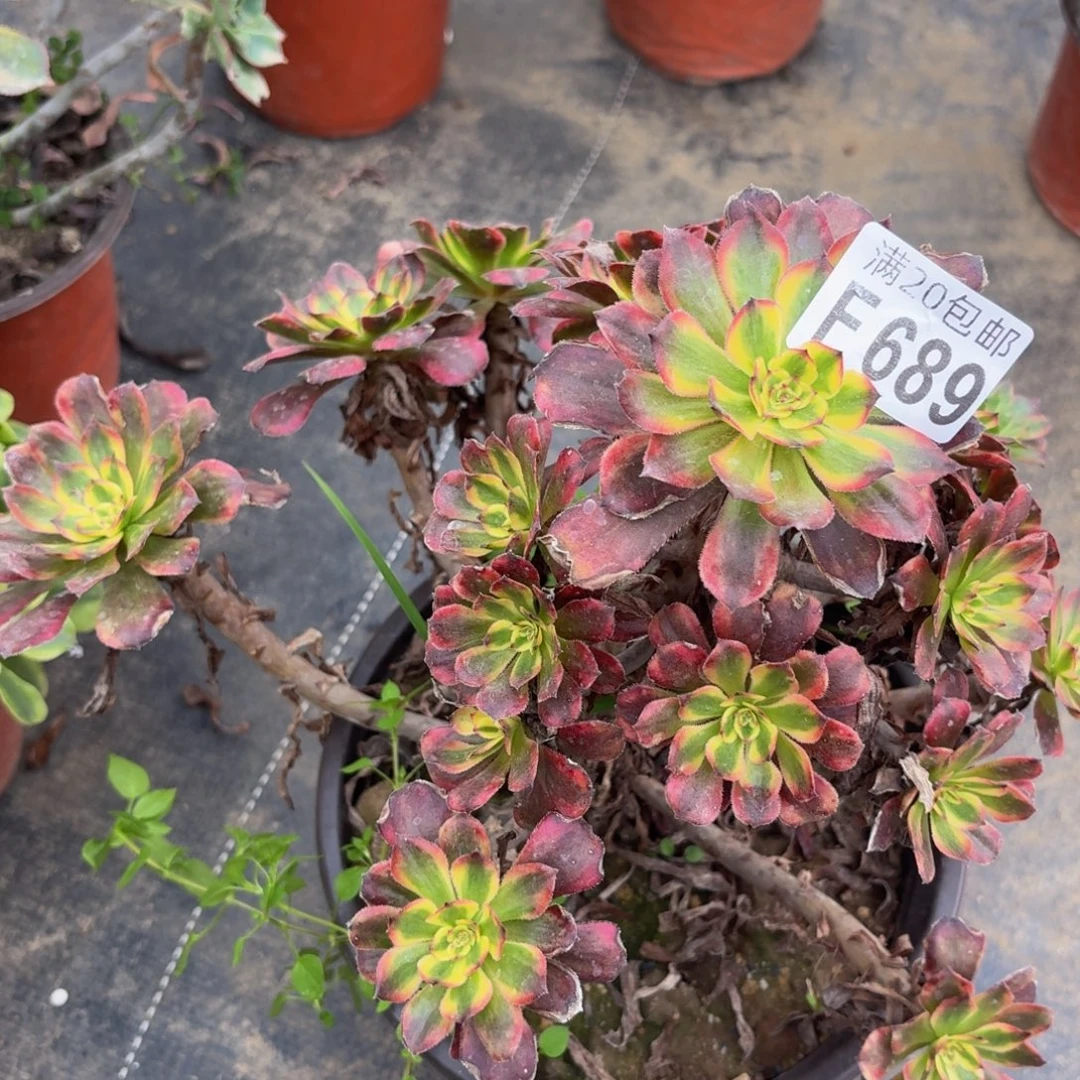 689多肉植物捧花的