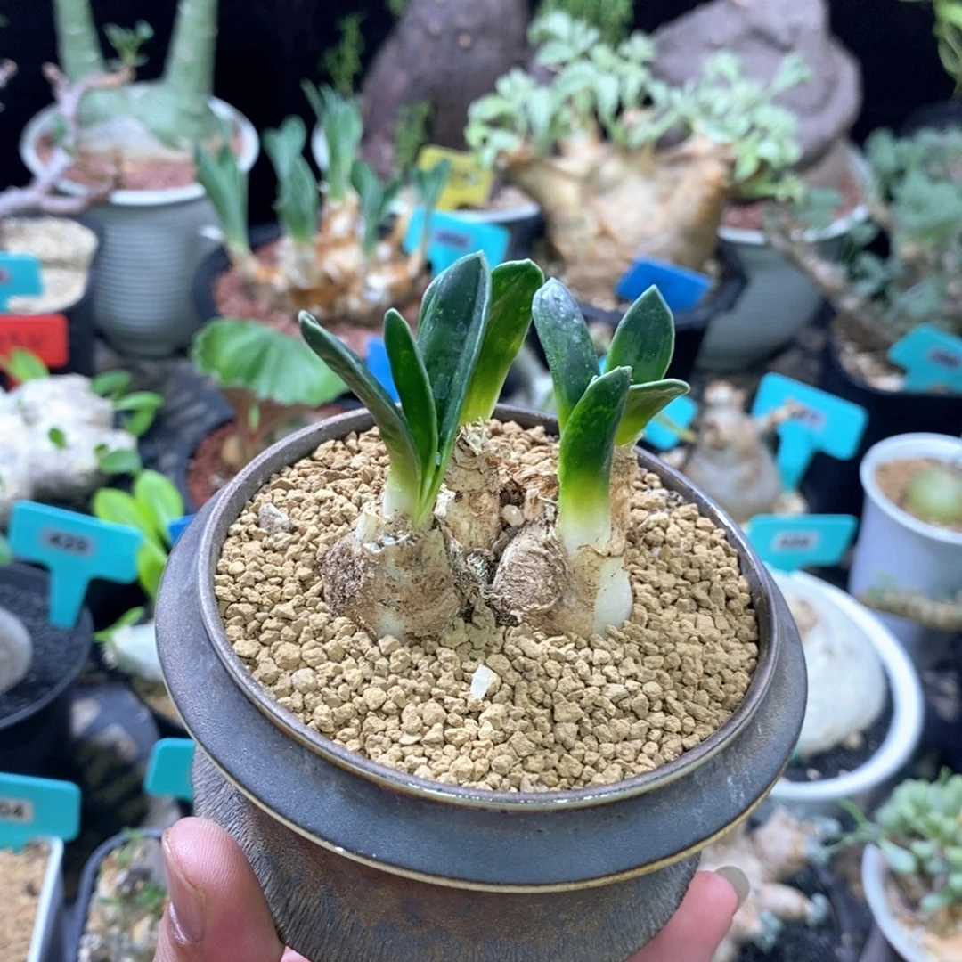 腊叶灯台百合一个