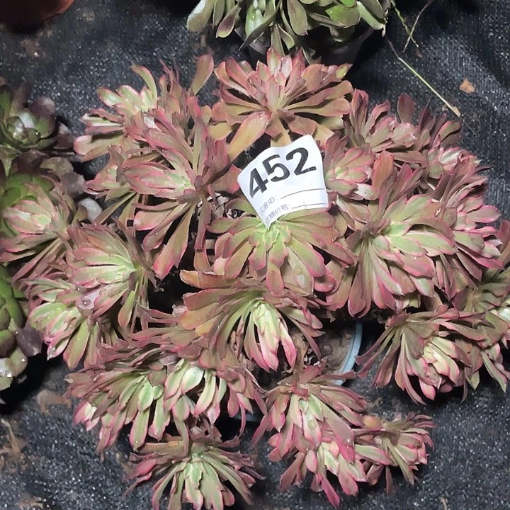 452雪姬法师3-8花花