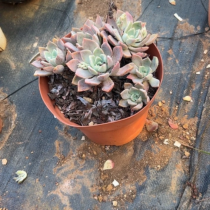 往**零多肉植物实物653