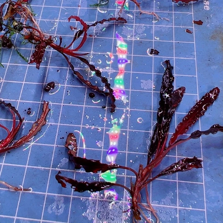 福利榕针叶来了来了