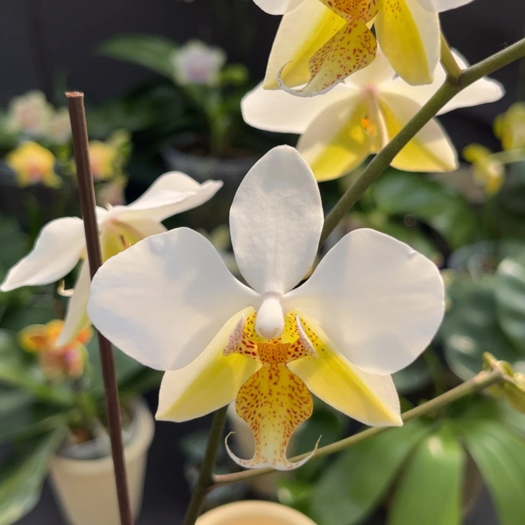 完全开放2.5寸1189开花株